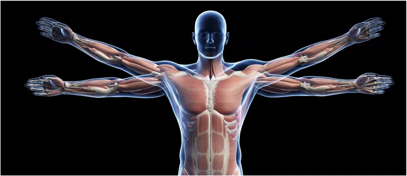 Illustration of the human muscular system