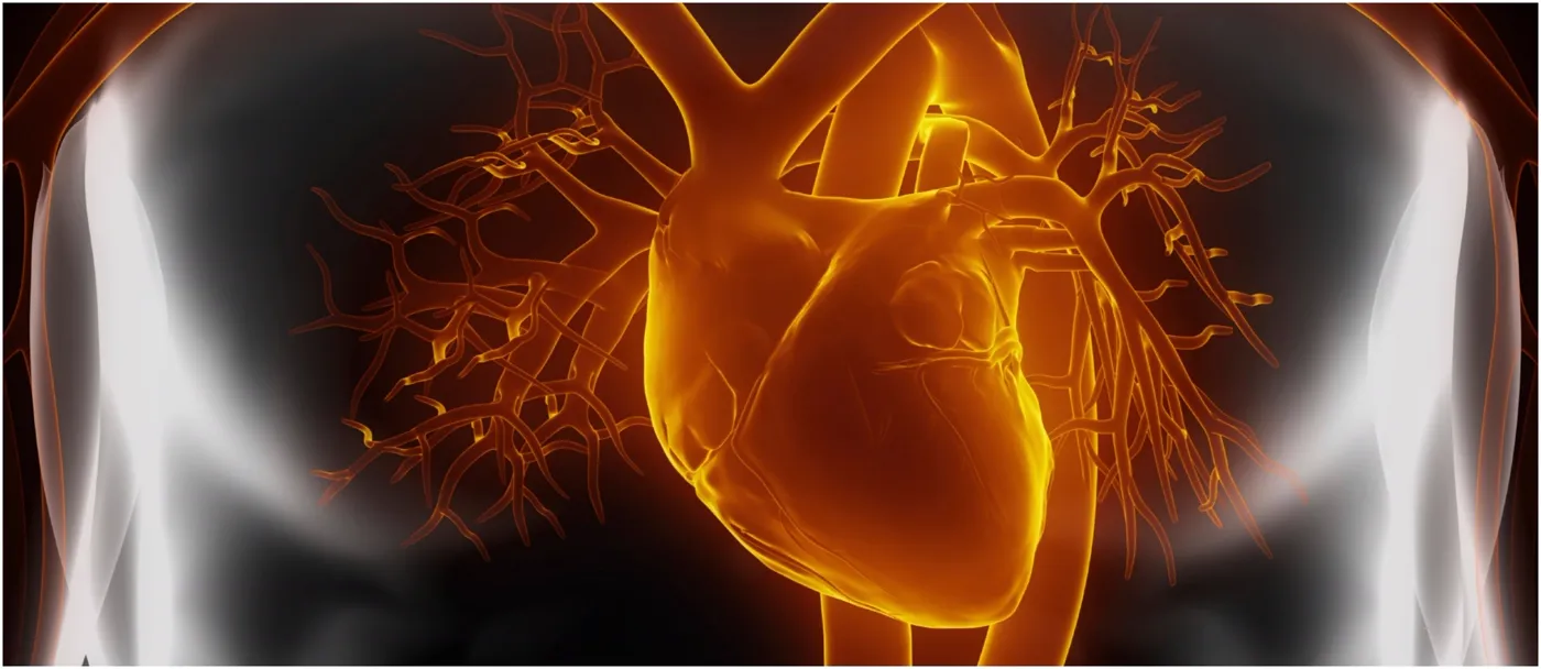 Illustration of the heart and coronary vessels