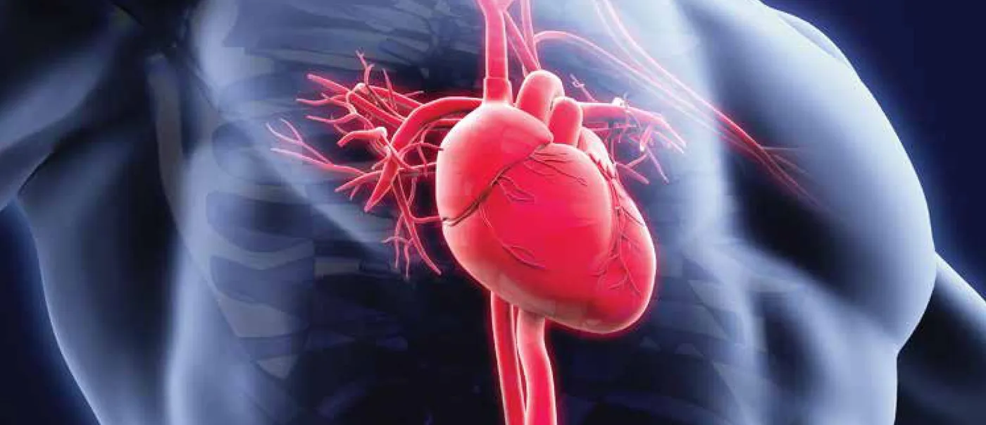 Illustration of the heart and coronary arteries