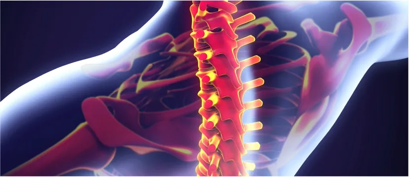 Illustration of the human spine and skeleton