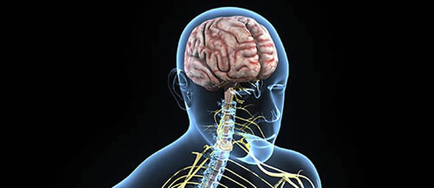 Translucent illustration of a human head and shoulders with the brain and spinal nerves highlighted