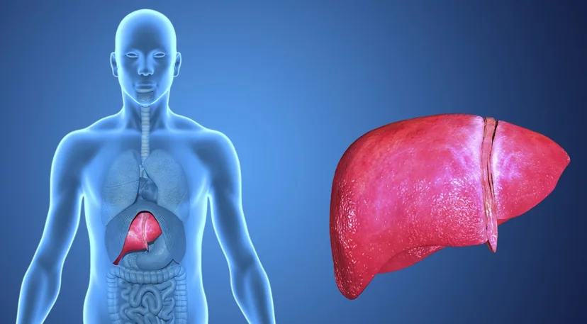Illustration of the human liver