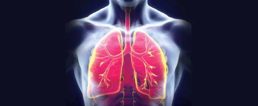 Illustration of the lungs and airways