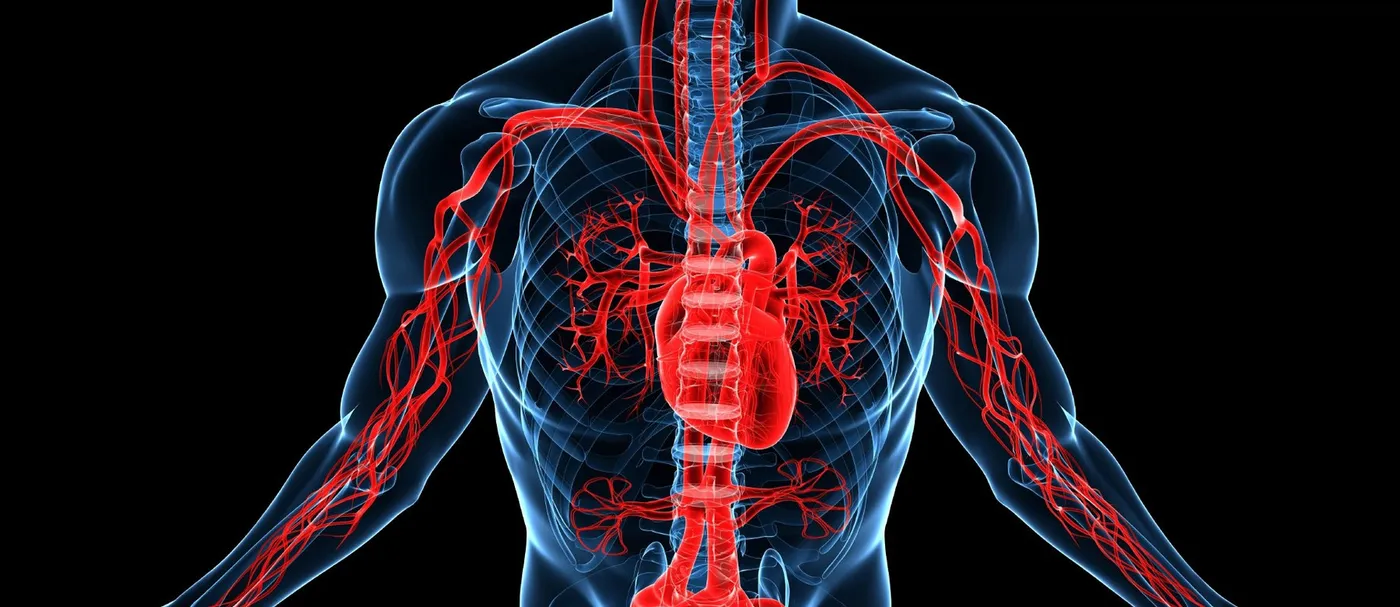 Illustration of the human torso showing the heart and major blood vessels in red and blue