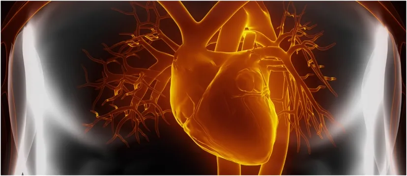 Illustration of the heart and coronary vessels